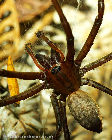 Sheetweb Spider #1