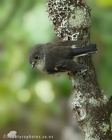 Female Miromiro