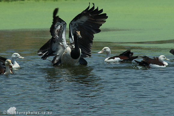 Magpie Goose