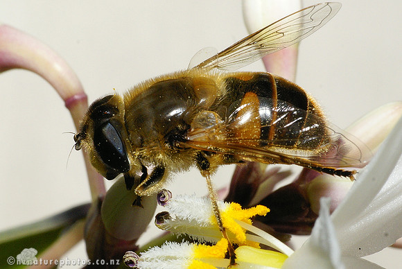 Hoverfly #7