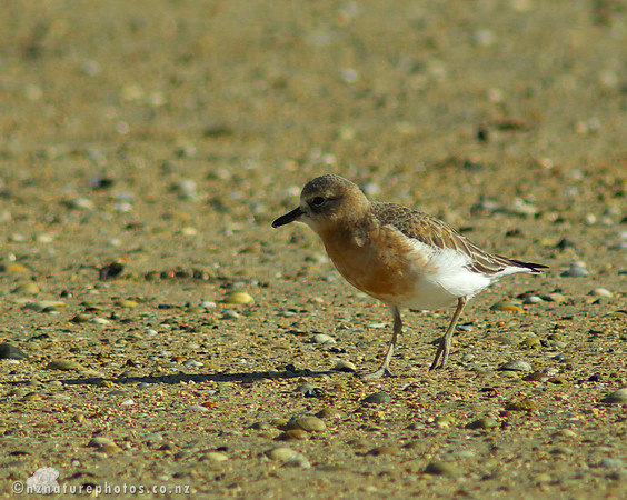 NZ Dotterel- Urupukapuka Island