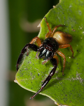 Trite planiceps