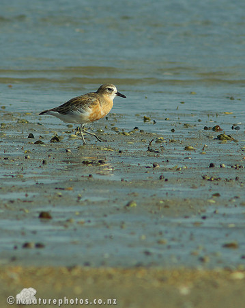 NZ Dotterel- Urupukapuka Island