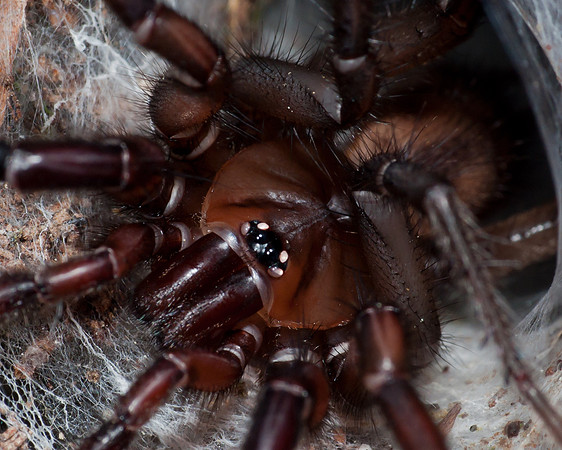 Tunnelweb