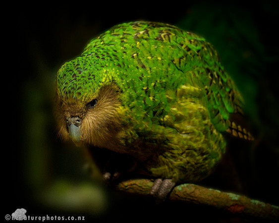 Kakapo