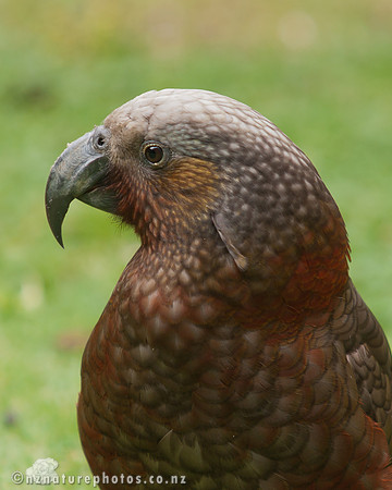 Kaka