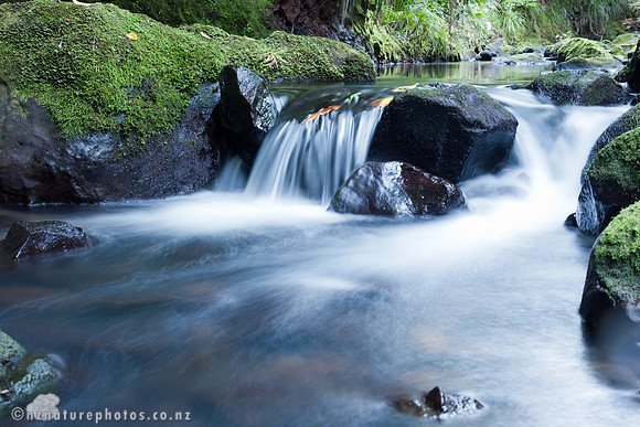 Forest stream