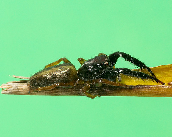 Trite planiceps
