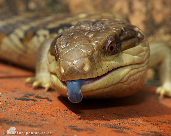 Blue Tonged Skink