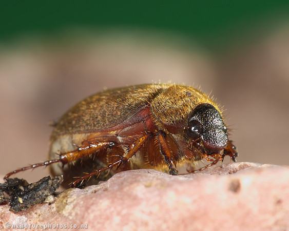 Yellowspotted Chafer
