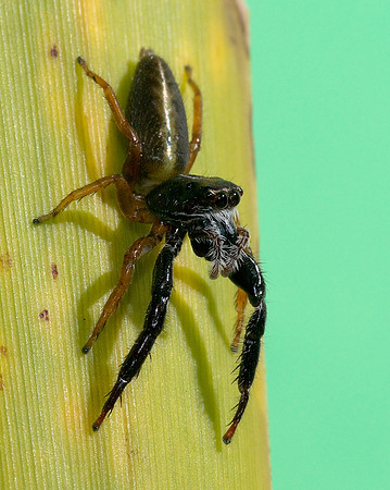 Trite planiceps