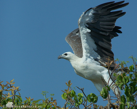 Sea Eagle