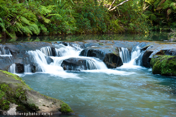 Mokoroa Stream