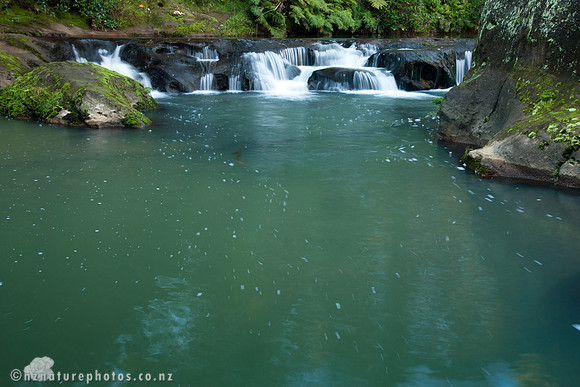 Mokoroa Stream