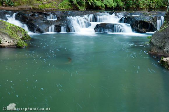 Mokoroa Stream