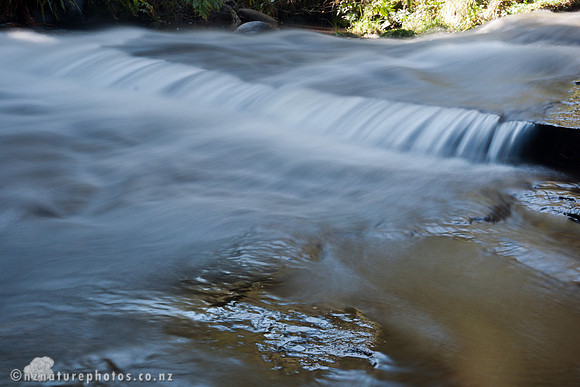 Mokoroa Stream