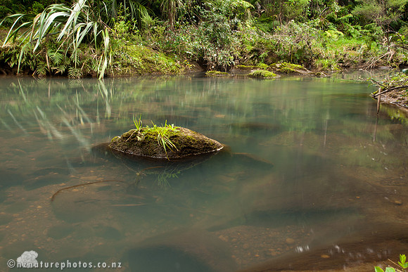 Mokoroa Stream