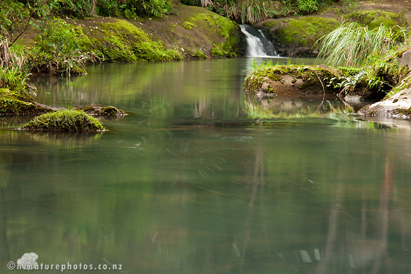 Mokoroa Stream