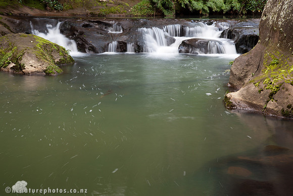 Mokoroa Stream