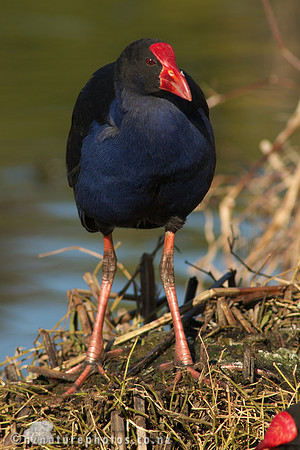 Pukeko
