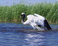 Red Crowned Crane