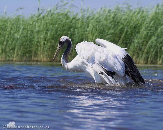 Red Crowned Crane