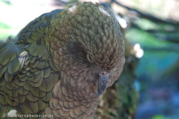 Kea