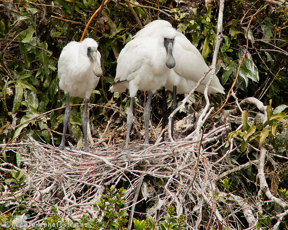 Royal Spoonbill Nest