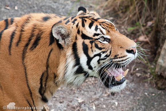 Sumatran Tiger