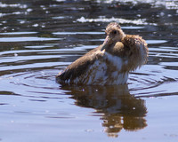 Juvenile Red-Crowned Crane
