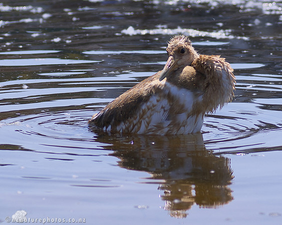 Juvenile Red-Crowned Crane