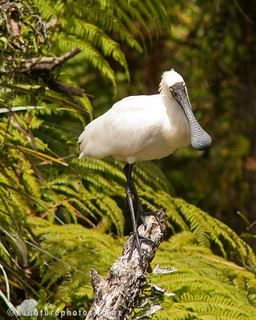 Royal Spoonbill