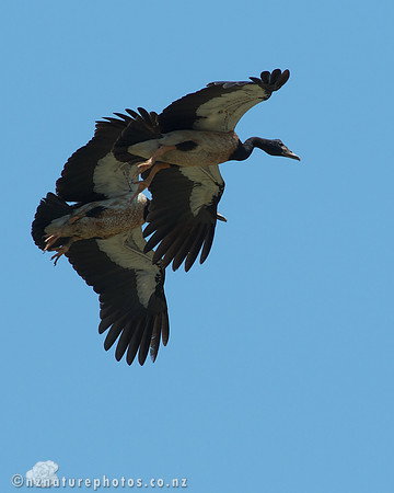 Magpie Goose