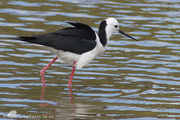Pied Stilt