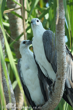 Sea Eagles