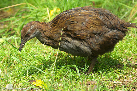 weka