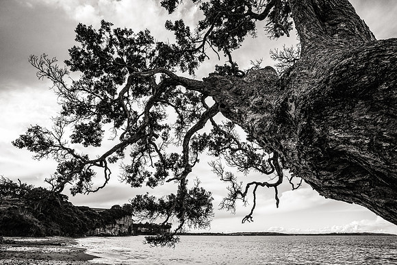 Stretching Pohutakawa