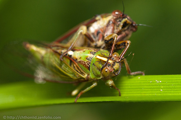 The Embrace