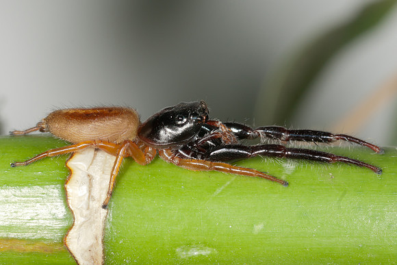 Trite planiceps
