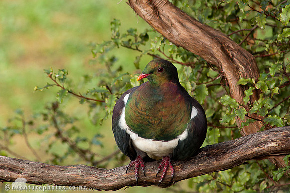 Kereru