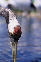 Red Crowned Crane