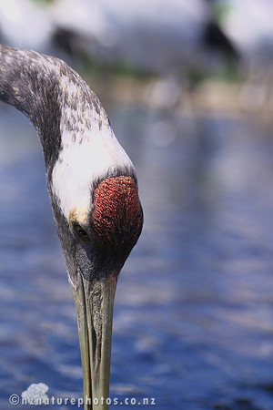 Red Crowned Crane