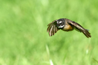 Pīwakawaka