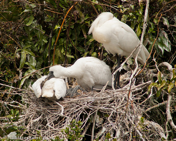 Royal Spoonbill Nest