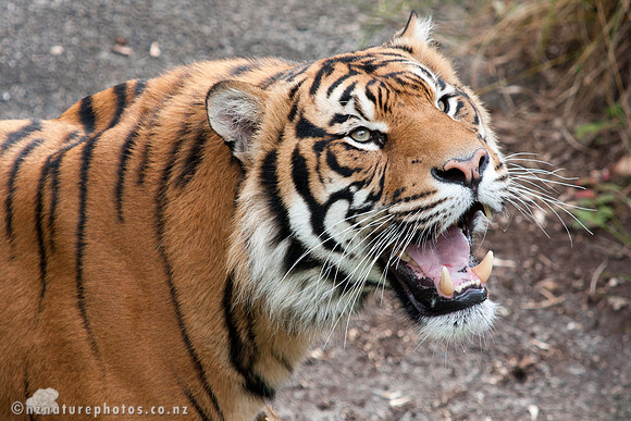 Sumatran Tiger