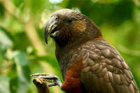 NZ Kaka