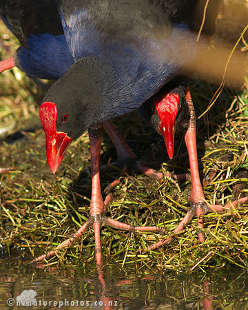 Pukeko
