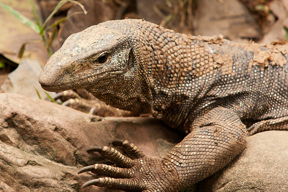 Lizard