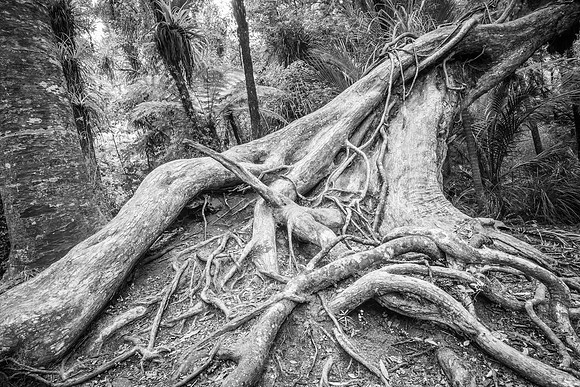 Roots