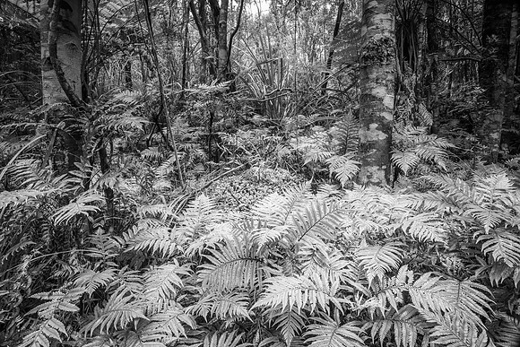 Ferns